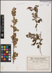 Foto von Salix aurita L. x Salix cinerea L.